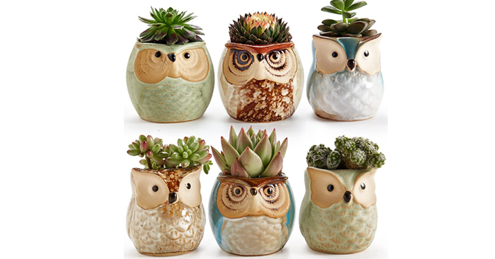 Owl 6-Piece Succulent Plant Pot Set – Just $16.14! - Pinching Your Pennies